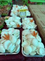 561754541 1520535278985193 5269390107957926227 N